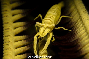 Shrimp on a crinoid / featherstar by Volker Lonz 